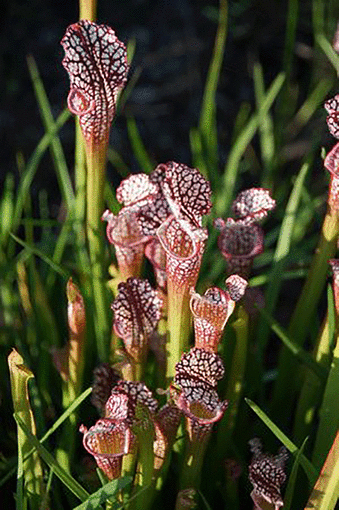 2019 Welcome Center Lecture Series: Feed Me, Seymour: The Southeasts Amazing Plant Carnivores