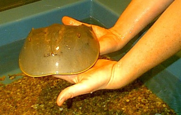 The Alabama Aquarium at the Dauphin Island Sea Lab