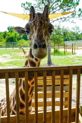 GCAA Wild Things Zoo Art Fest