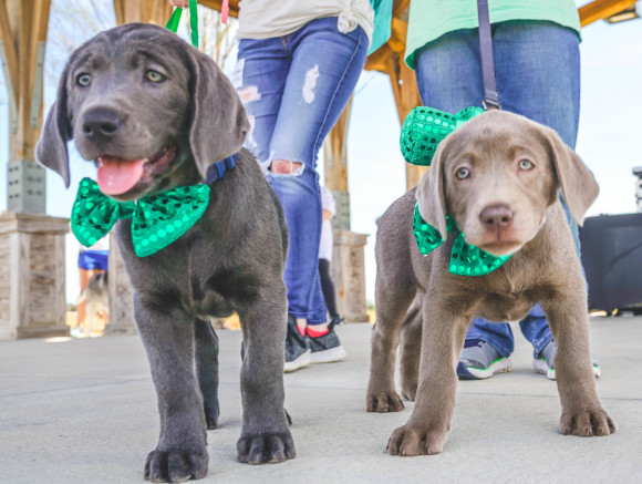 St. Pawtty's Day Celebration