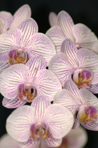 Mobile Area Orchid Society's 42nd Orchid Show and Sale at Bellingrath Gardens and Home