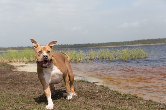 Paws For Peace Fundraiser