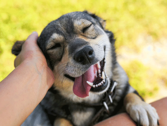 Summertime Dog Adopt-A-Thon
