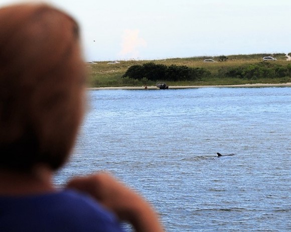 Dolphin Queen Cruises