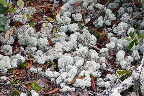 Medicinal and Edible Plant Walk