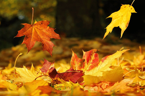 Falling Leaves Observe and Explore Day