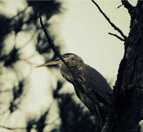 Feathered Friends Observe and Explore Day