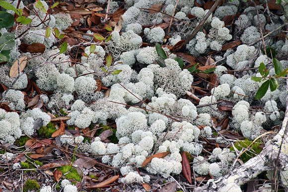 Medicinal Plant Walks