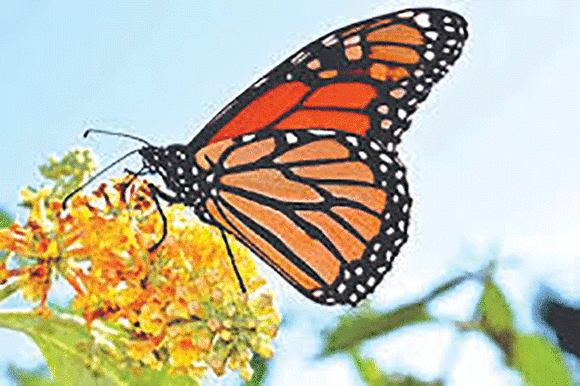 Monarch Walks