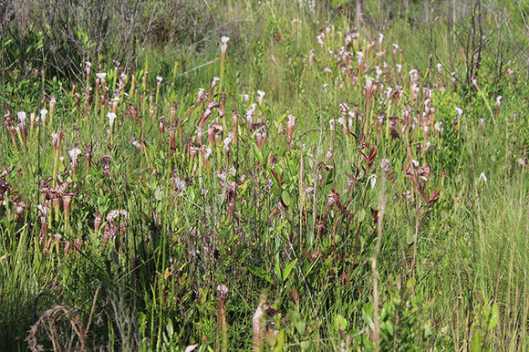 Beautiful Bogs Observe and Explore