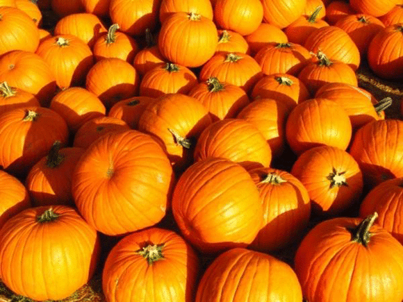 Pumpkin Play Day