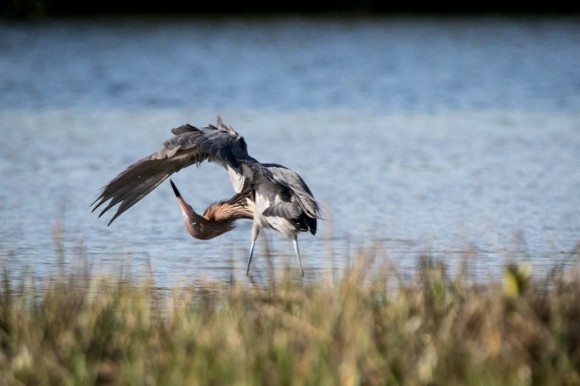 Birding Cruise