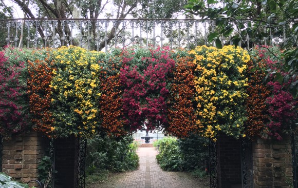Fall Outdoor Cascading Chrysanthemums at Bellingrath Gardens and Home