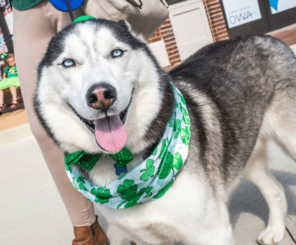 3rd Annual St. Pawtty's Day at OWA