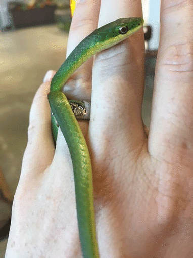 Snakes, Frogs and Turtles Observe and Explore Day