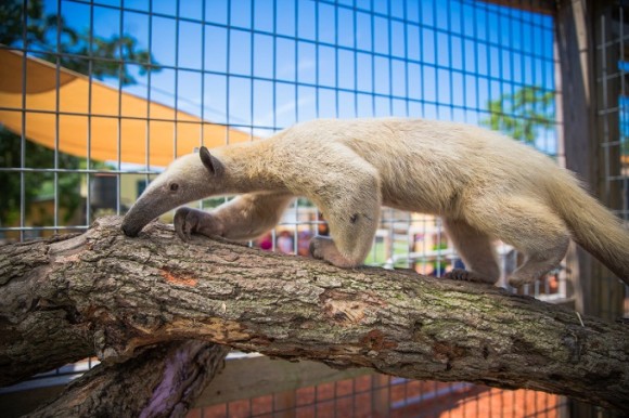 Tamandua Encounter: Alabama Gulf Coast Zoo