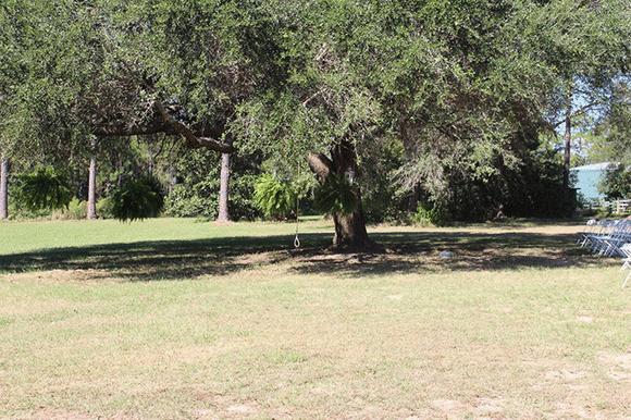 Treasure Trees Observe and Explore Day