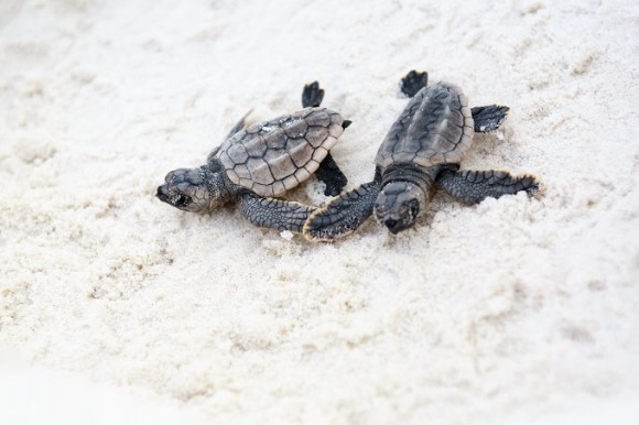 Sea Turtle Talk