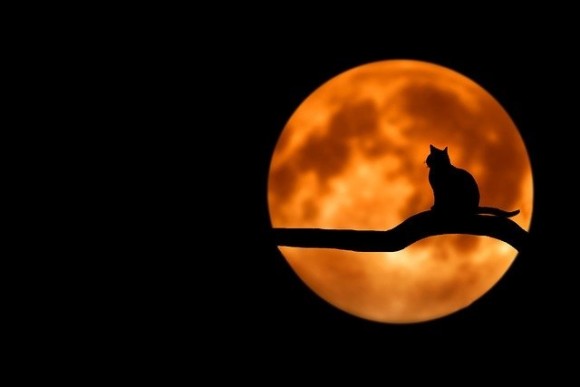 AFTER DARK: A Haunted Forest Walk Through Black Cat Farm