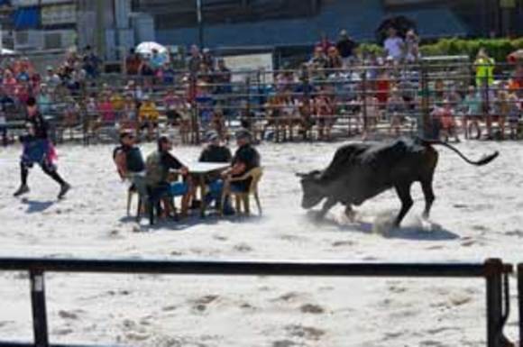 Flora-Bama Bulls on the Beach