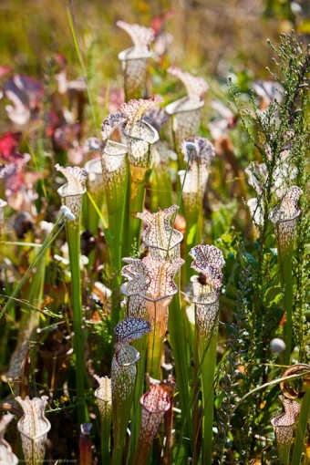 2021 Winter Lecture Series: Carnivorous Plants