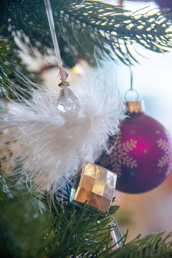 Christmas in Nature Observe and Explore