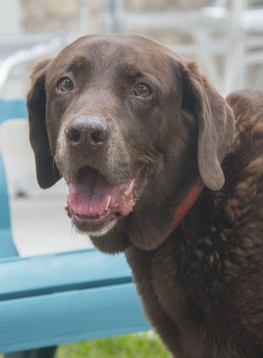Walk-A-Hound Lose-A-Pound