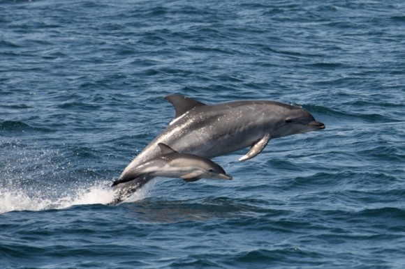 Orange Beach Private Dolphin Family Safaris