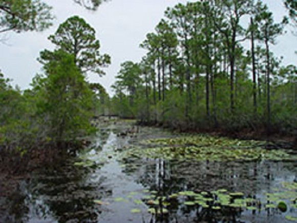 Gulf Shores Wetlands Nature Park