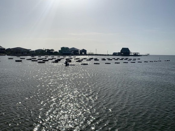 Oyster Farm Tours