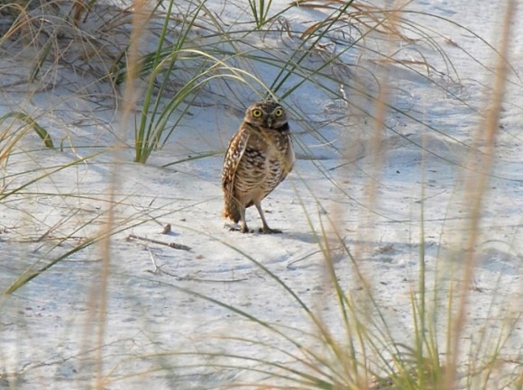 2019 Welcome Center Lecture Series: Owls