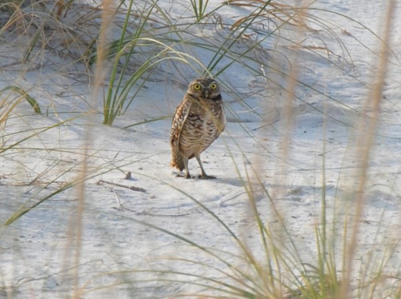 2019 Welcome Center Lecture Series: Owls