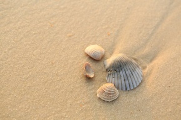 Sea, Sand, & Stars Science and Nature Center Summer Schedule