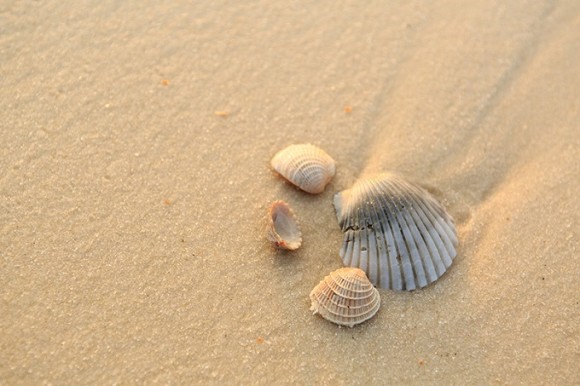 2019 Welcome Center Lecture Series: How To Make Shell Jewelry and Art