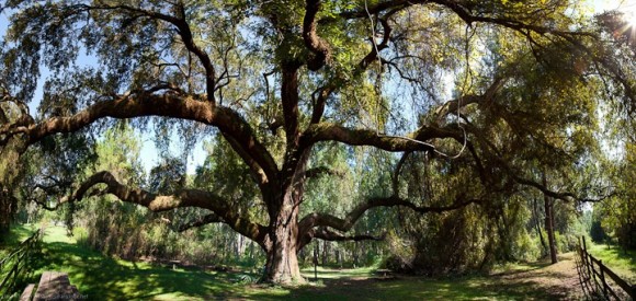 Treasure Trees Observe and Explore