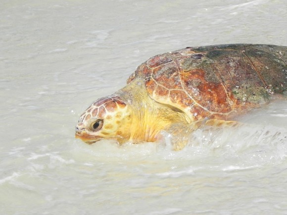 Gulf State Park Turtle Fest
