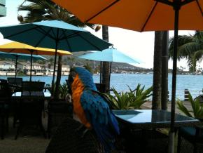 Island Brew Coffeehouse