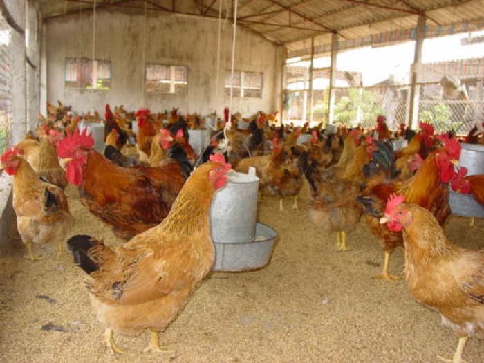 J-DABACO là kết quả lai tạo hài hòa giữa giống gà Ri với các giống gà truyền thống có chất lượng vượt trội 