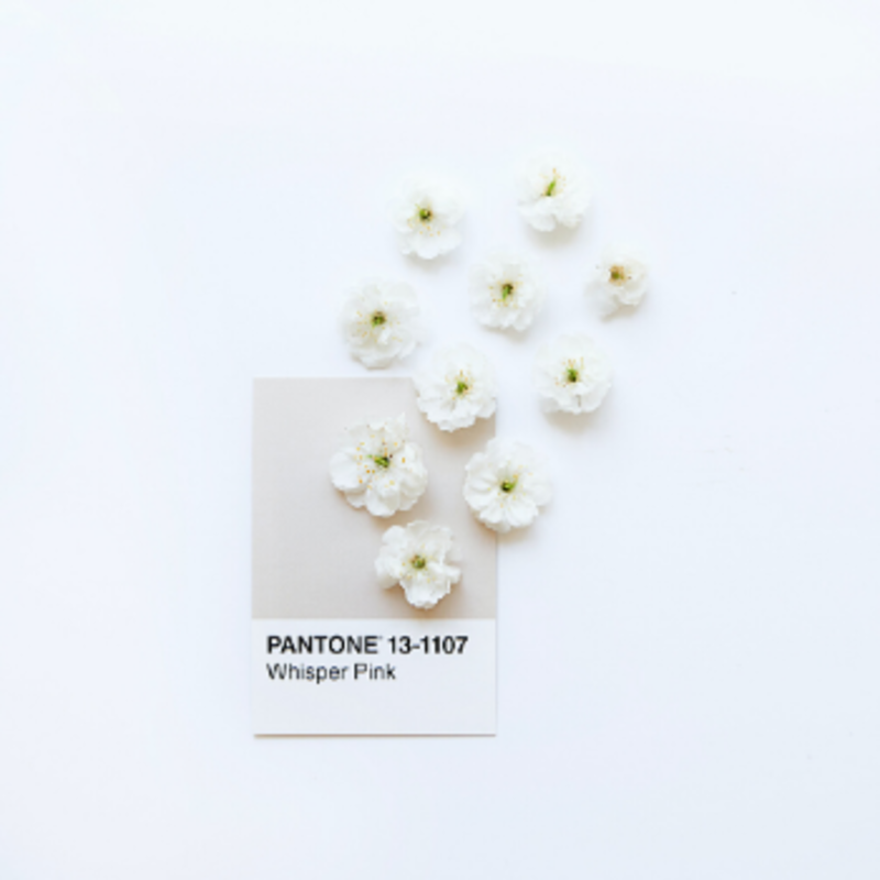 Minimalist Color Palette