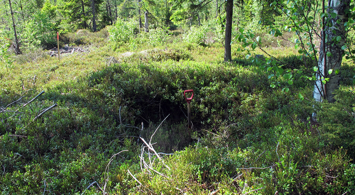 skogbunn med en spade