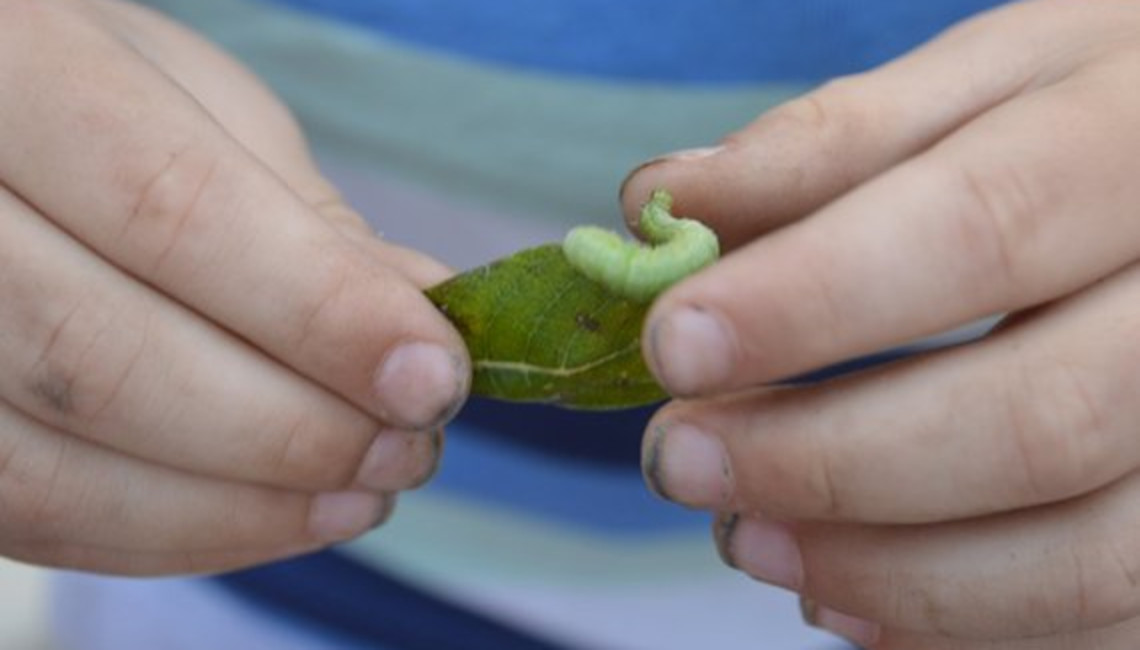 Møkkete hender til unge inspiserer blad med larve