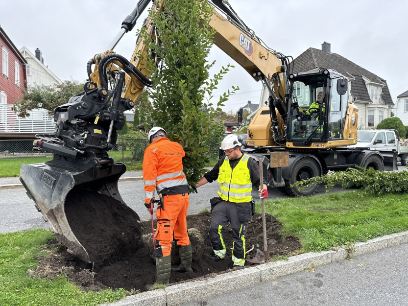 Det plantes nye trær av typen Søyleagnbøk i Hans Nielsen Hauges gate (foto Ole Christian Foss) Det plantes nye trær av typen Søyleagnbøk i Hans Nielsen Hauges gate (foto Ole Christian Foss)