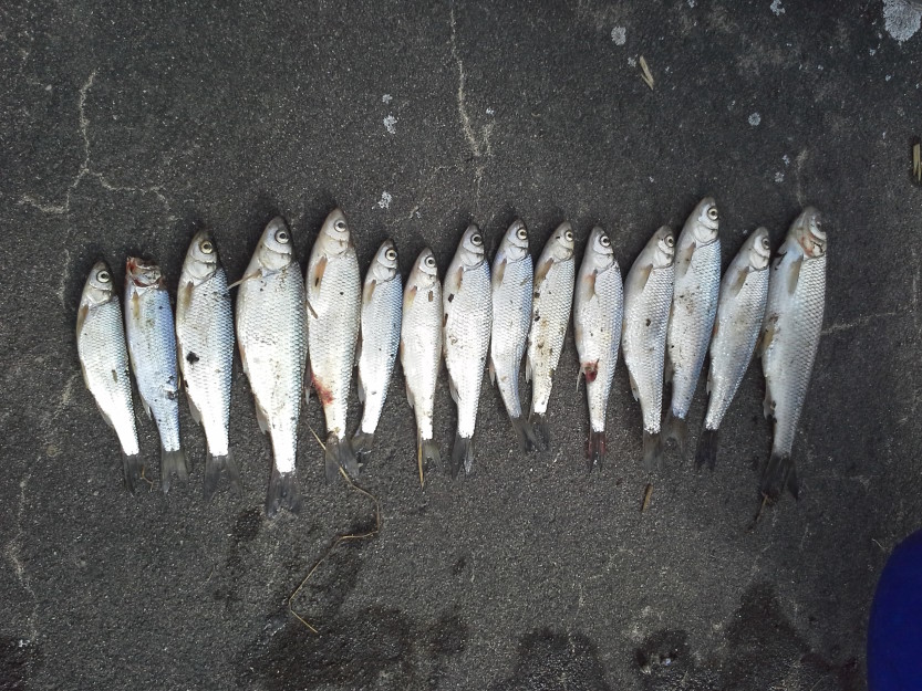 Død fisk i Skjebergbekken. Død fisk i Skjebergbekken.