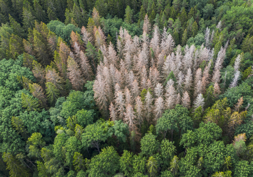 Skog der noen trær er ødelagt av barkbiller