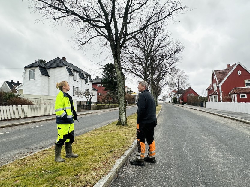 Mia Klavestad Olsen og Jon-Harald Huseby og parkavdelingen har vurdert trerekkene i sentrum (foto Ole Christian Foss)