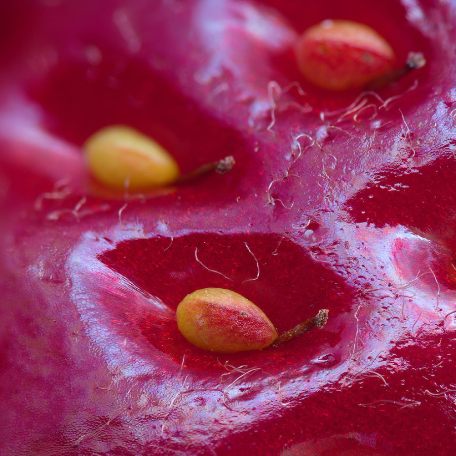 Woooahh!!! This is Extreme Close-up Photography - Sublime99