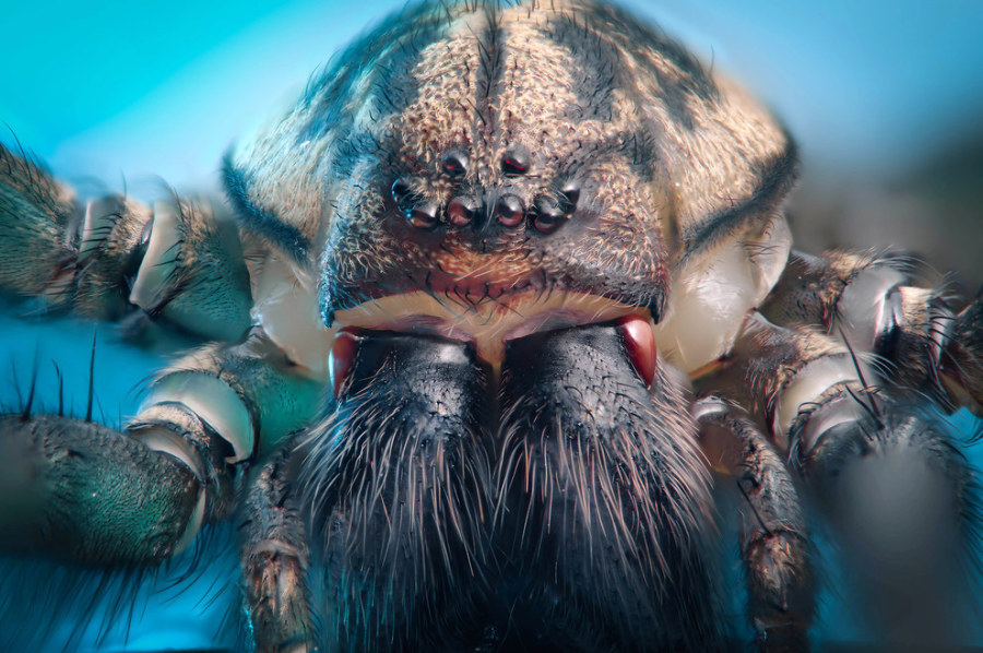 Woooahh!!! This is Extreme Close-up Photography - Sublime99