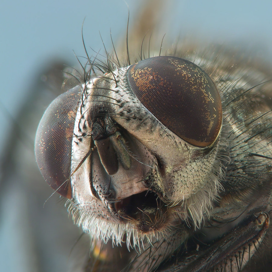 Woooahh!!! This is Extreme Close-up Photography - Sublime99