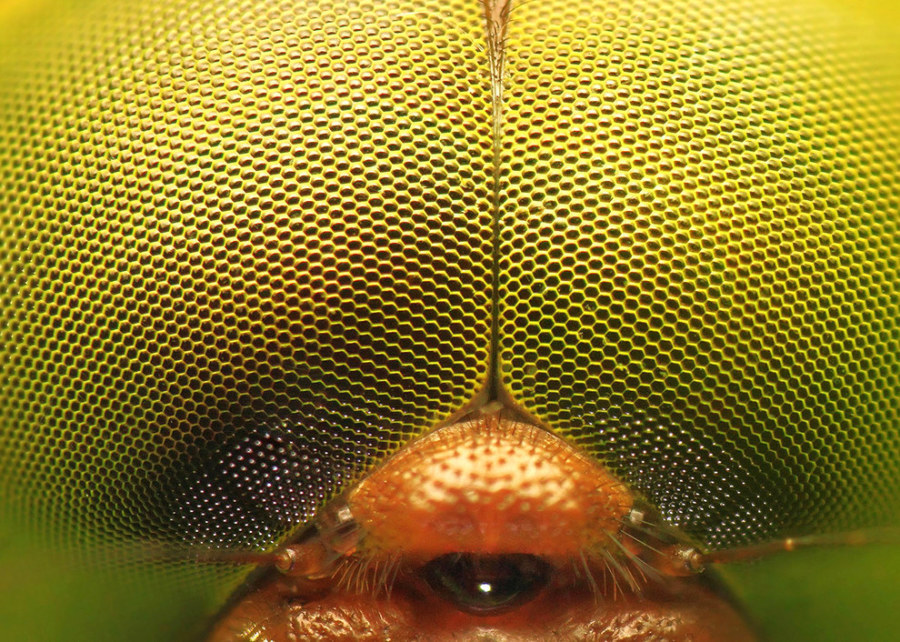 Woooahh!!! This is Extreme Close-up Photography - Sublime99