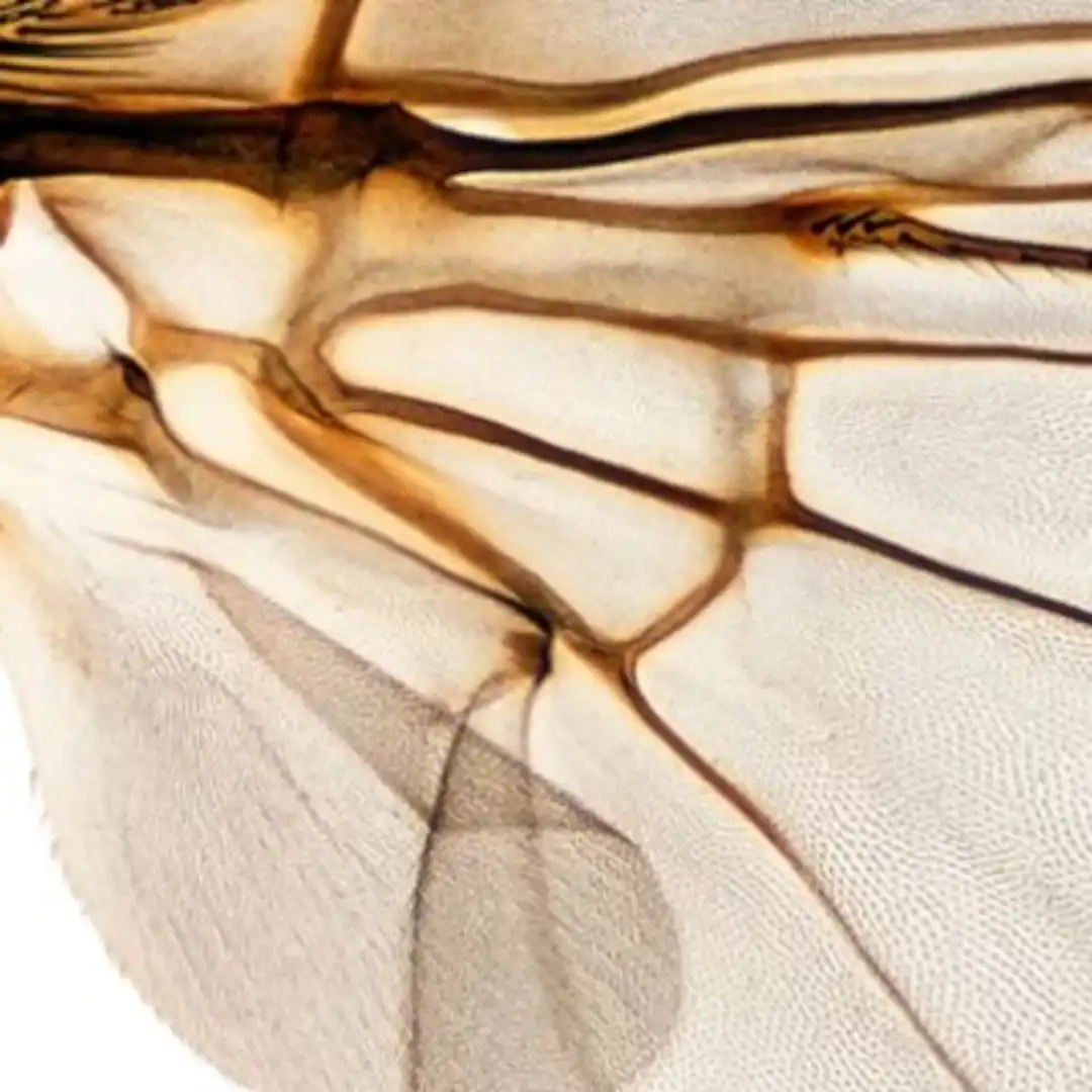 Набор звуков "Рои и насекомые"